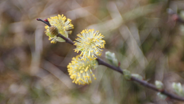Beginnender Frühling Beginnender Frühling