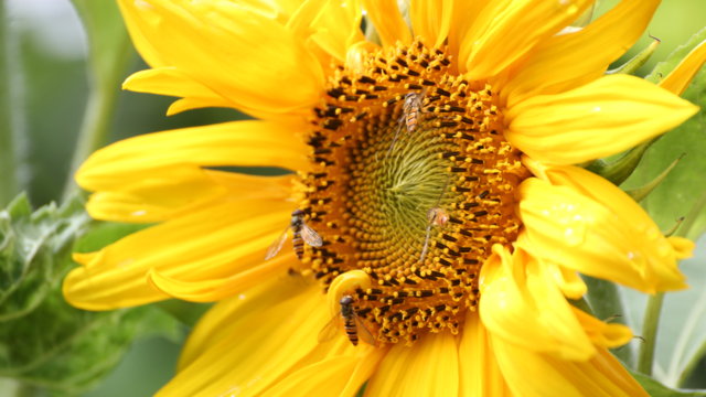 Sonnenblume Sonnenblume