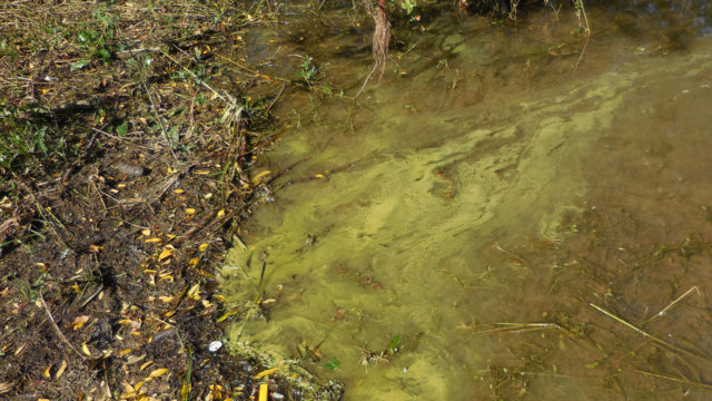 Blaualgen färben das Wasser blaugrün (cyan) färben und bilden Schlieren (Foto: OBK) Blaualgen färben das Wasser blaugrün (cyan) färben und bilden Schlieren (Foto: OBK)