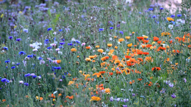 Blumenwiese Blumenwiese
