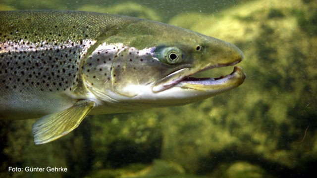 Lachs (Foto: Günter Gehrke) Lachs (Foto: Günter Gehrke)