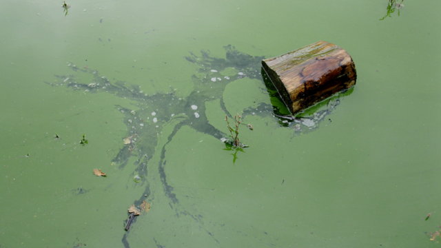 Blaualgen im Gewässer Blaualgen im Gewässer