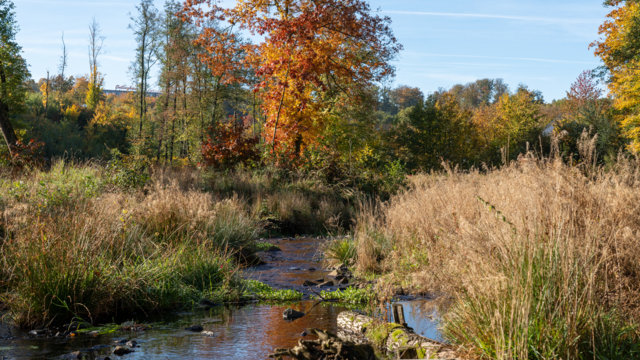 Fließgewässer im Herbst