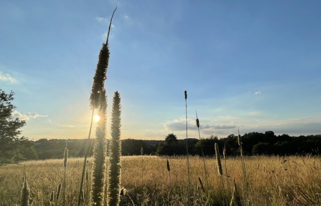 Sommer mit Gräsern Sommer mit Gräsern