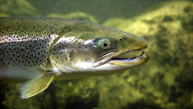 Lachs, Foto: Günter Gehrke Lachs, Foto: Günter Gehrke