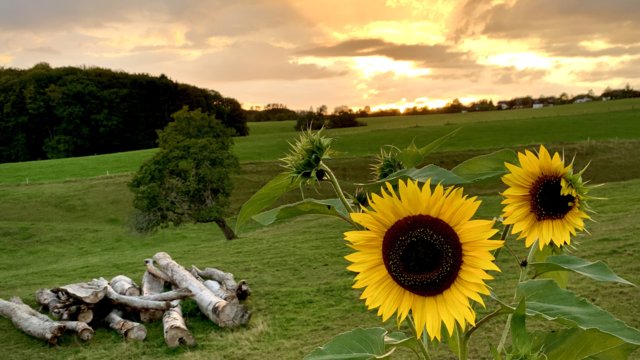 Sonnenblumen vor Wolken und Sonne Sonnenblumen vor Wolken und Sonne