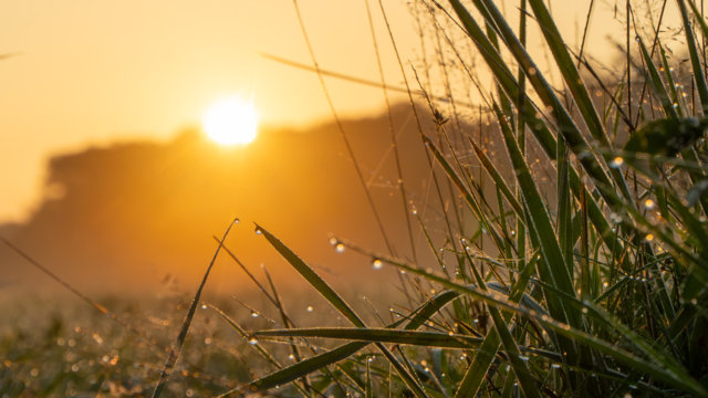 Sonne mit Tropfen auf Gräsern Sonne mit Tropfen auf Gräsern