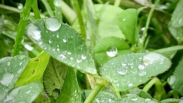 Tropfen auf Blättern Tropfen auf Blättern