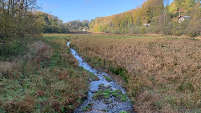 Diepentalsperre Bewuchs Diepentalsperre Bewuchs