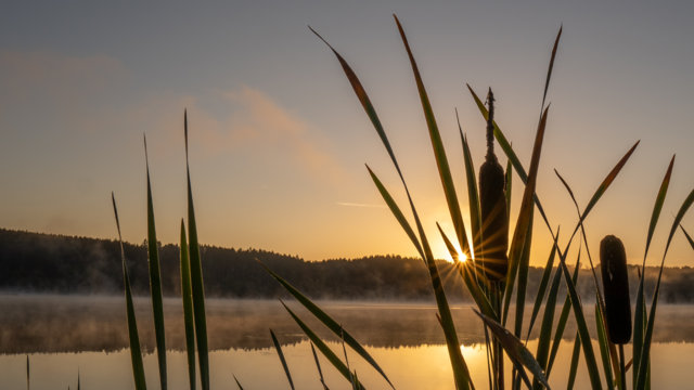Sonnenuntergang an Wasserfläche mit Gräsern Sonnenuntergang an Wasserfläche mit Gräsern
