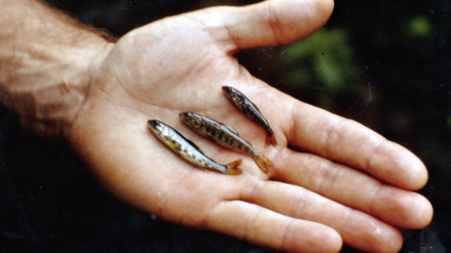 Historische Entwicklung des Fischbestandes in der Wupper