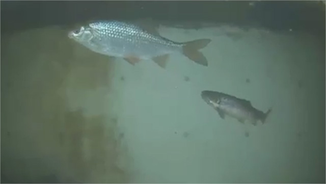 Videos von Fischen in der Dhünn