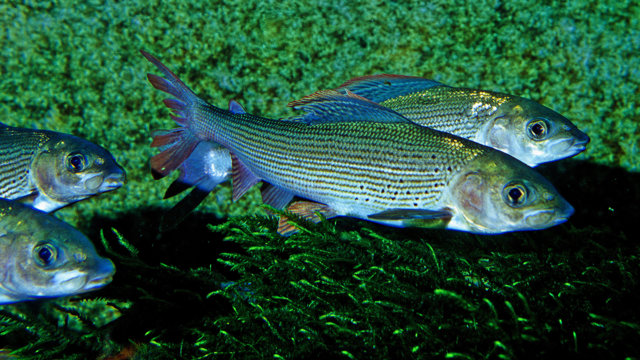 Äschen, Foto: Bernd Stemmer Äschen, Foto: Bernd Stemmer