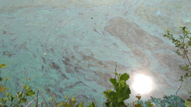 Blaualgen an der Wasseroberfläche Blaualgen an der Wasseroberfläche