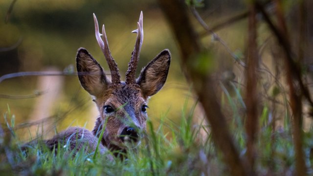 Junger Rehbock im Wald Junger Rehbock im Wald