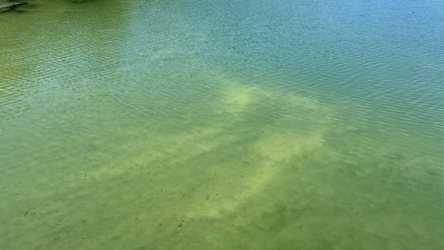 Blaualgen in Talsperre Blaualgen in Talsperre