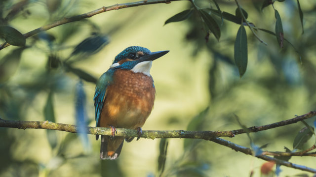 Eisvogel Eisvogel